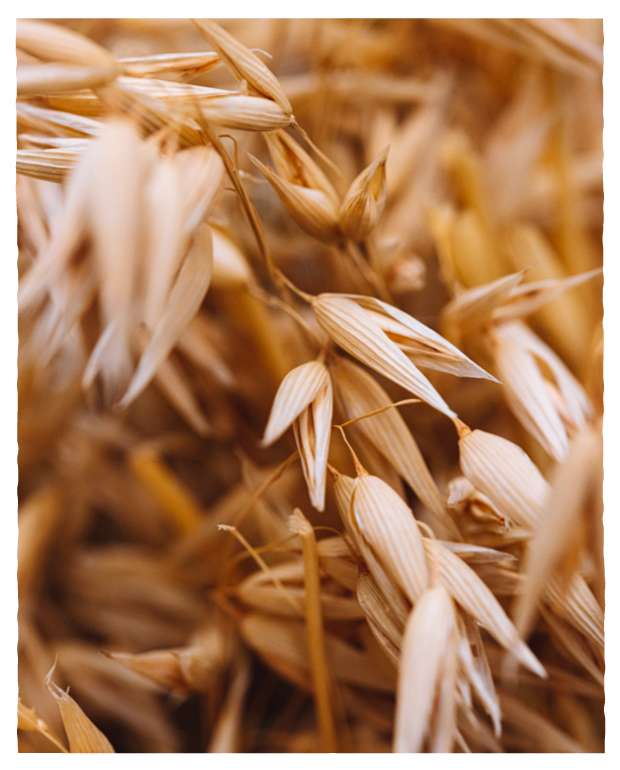 heaven-avena-la-nostra-missione